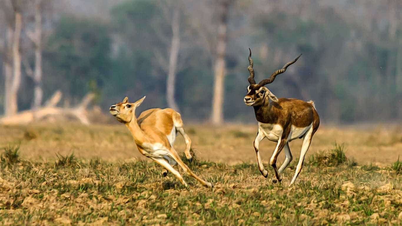 3 Nights 4 Days Jungle Safari Tour