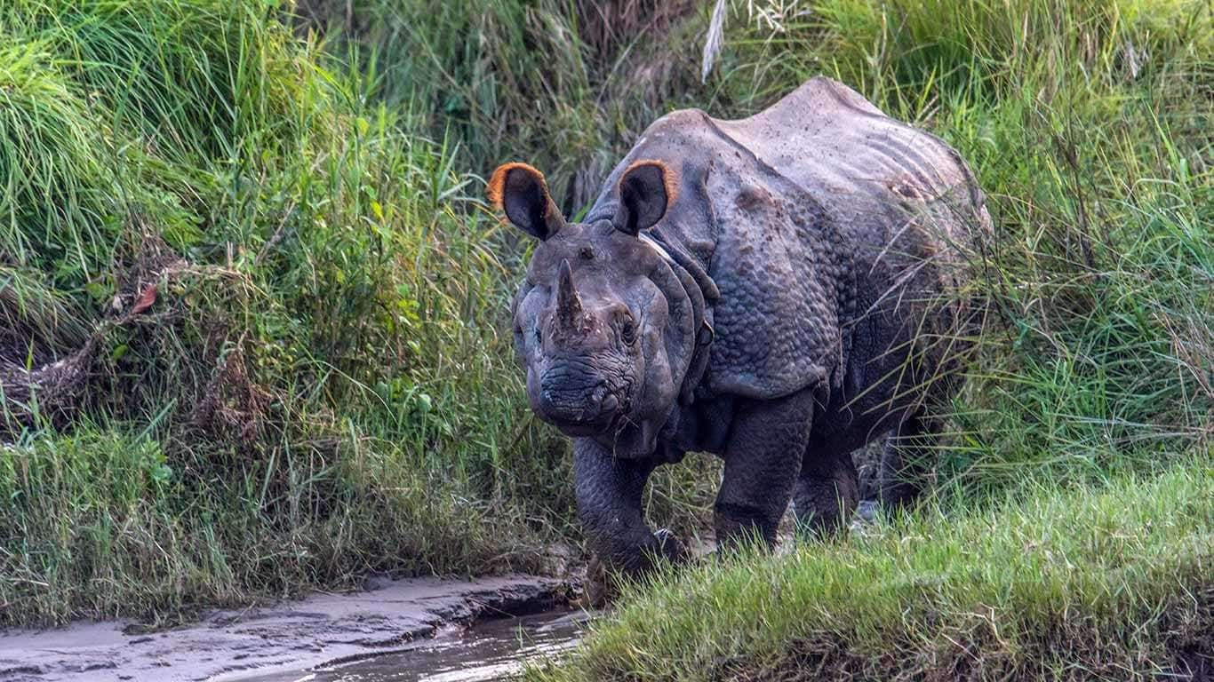 Best of Jungle Safari Tour in Nepal